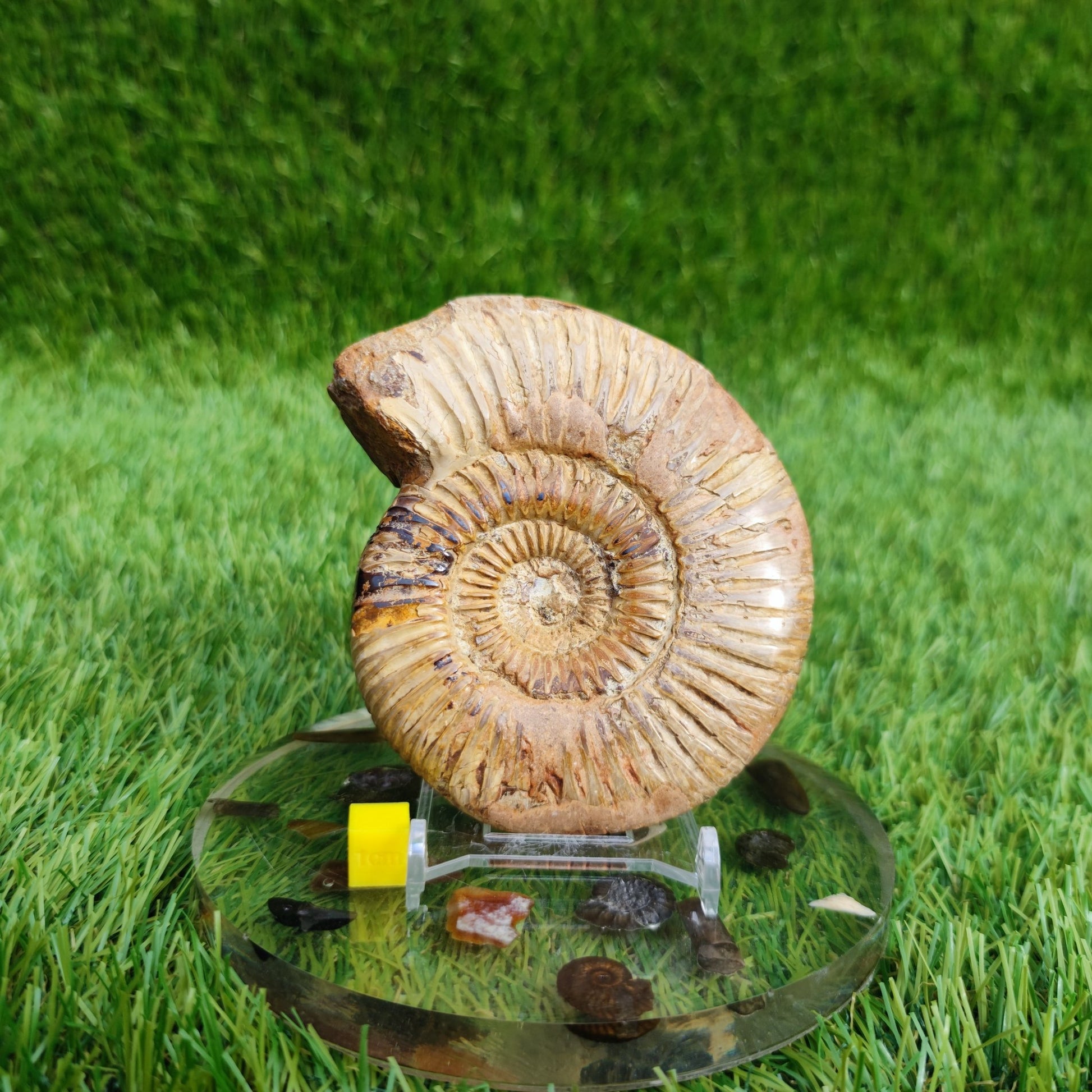 Ammonite fossil from Madagascar Dichotomosphincte - North Yorkshire Fossils