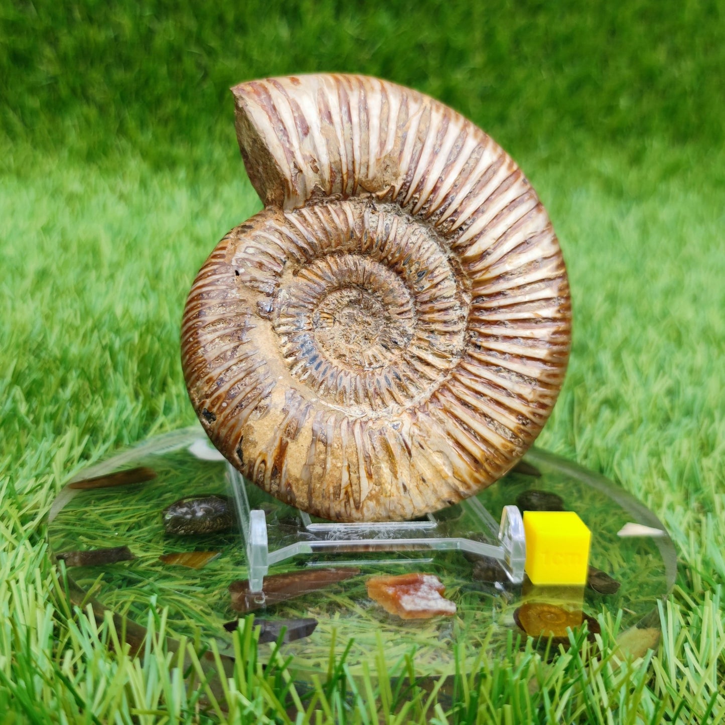 Ammonite fossil from Madagascar Dichotomosphincte - North Yorkshire Fossils