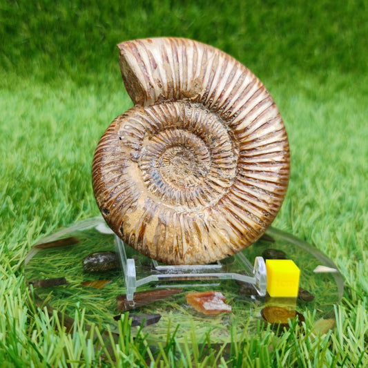 Ammonite fossil from Madagascar Dichotomosphincte - North Yorkshire Fossils