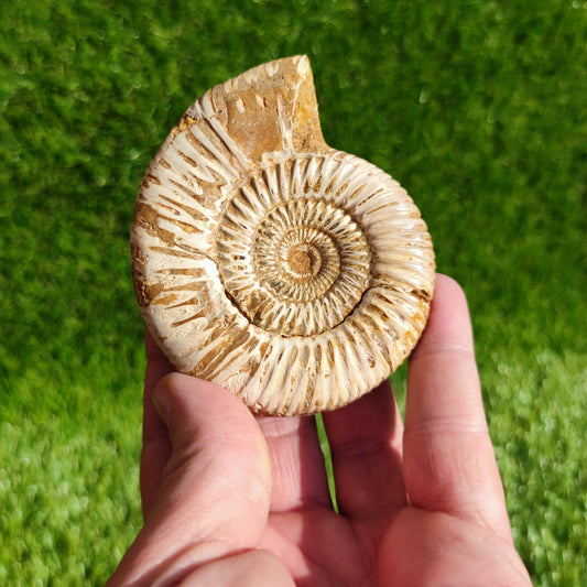 Ammonite fossil from Madagascar Dichotomosphincte - North Yorkshire Fossils