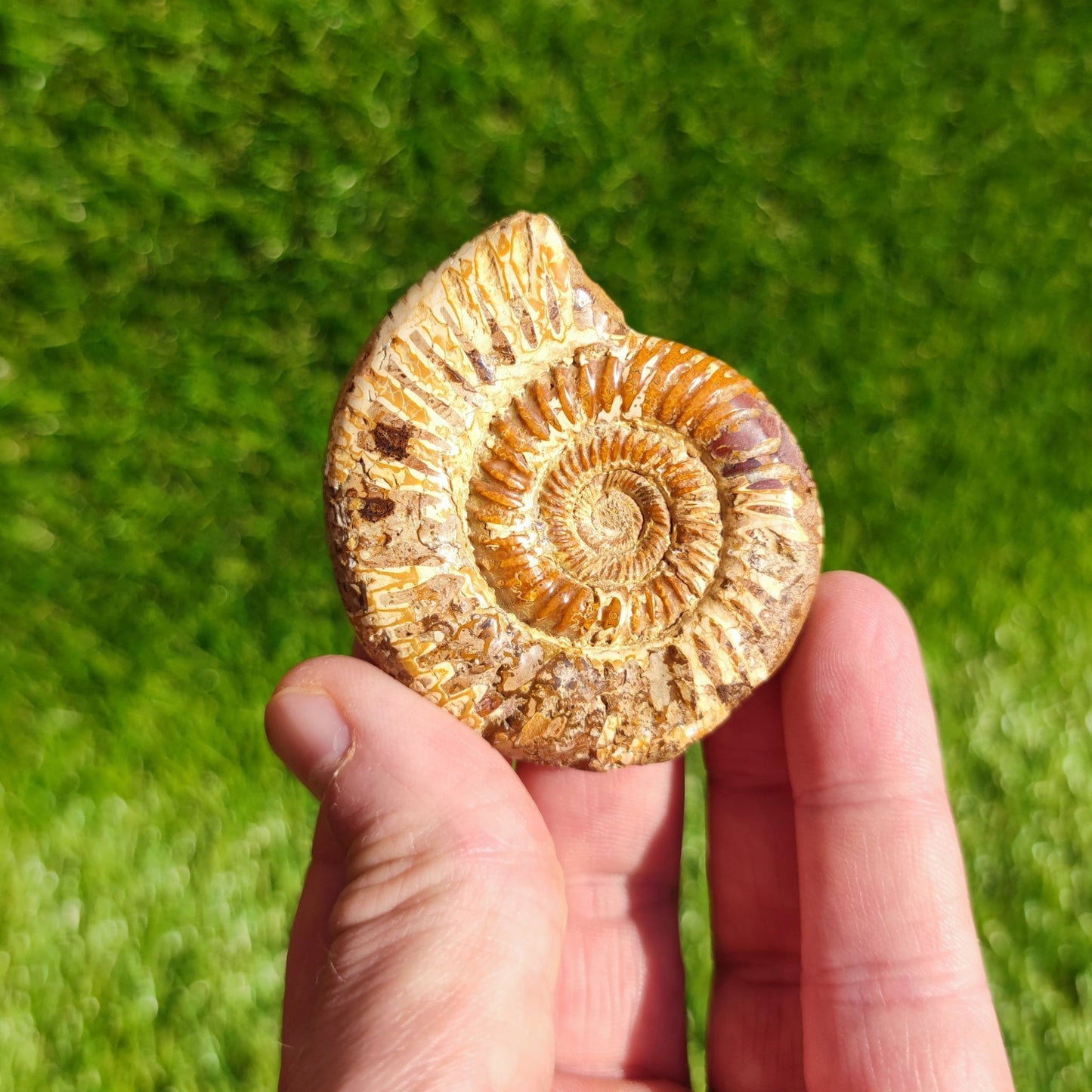 Ammonite fossil from Madagascar Dichotomosphincte - North Yorkshire Fossils