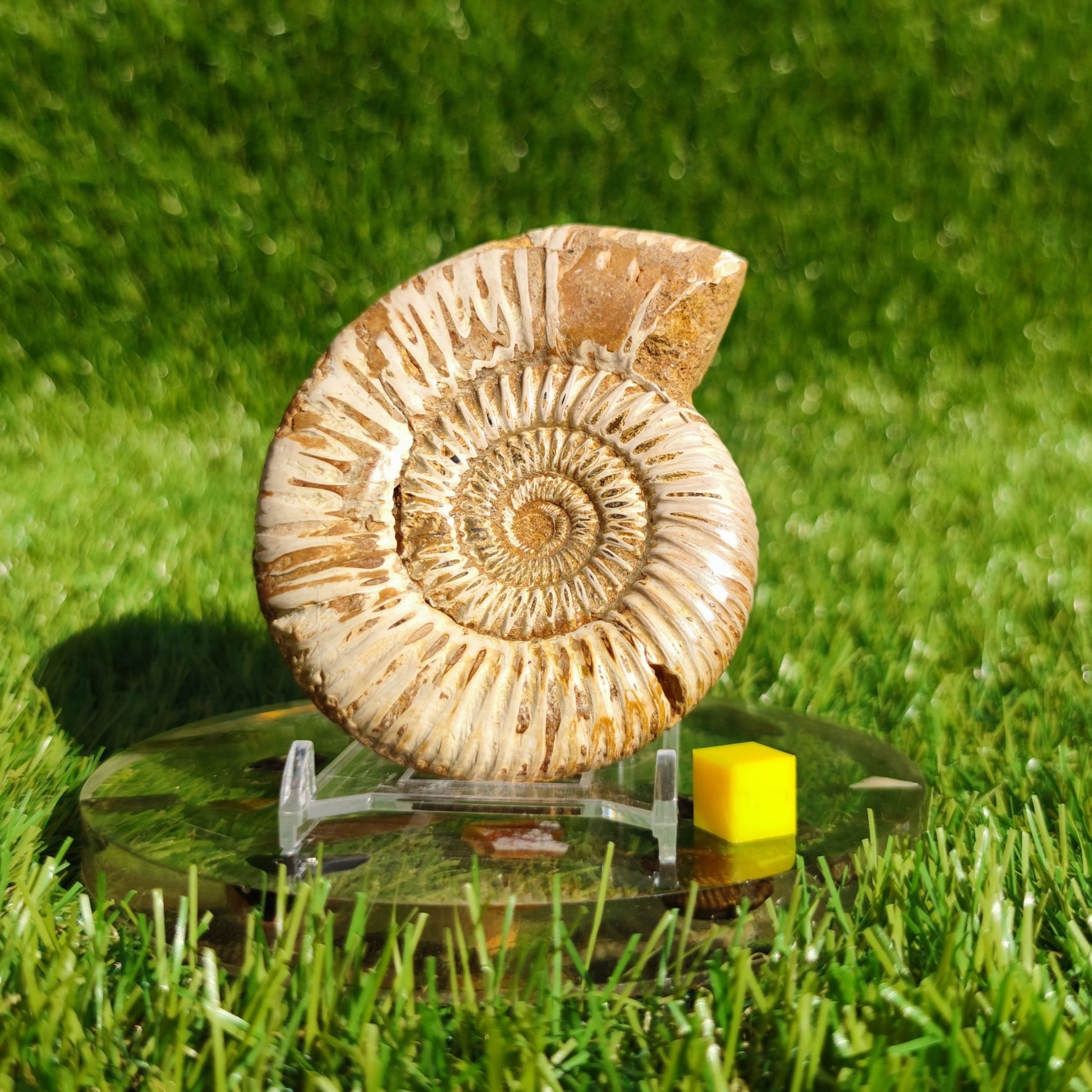 Ammonite fossil from Madagascar Dichotomosphincte - North Yorkshire Fossils