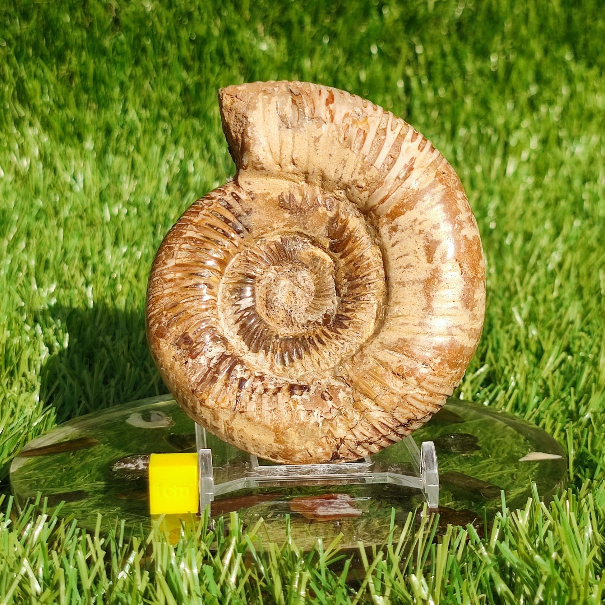 Ammonite fossil from Madagascar Dichotomosphincte - North Yorkshire Fossils