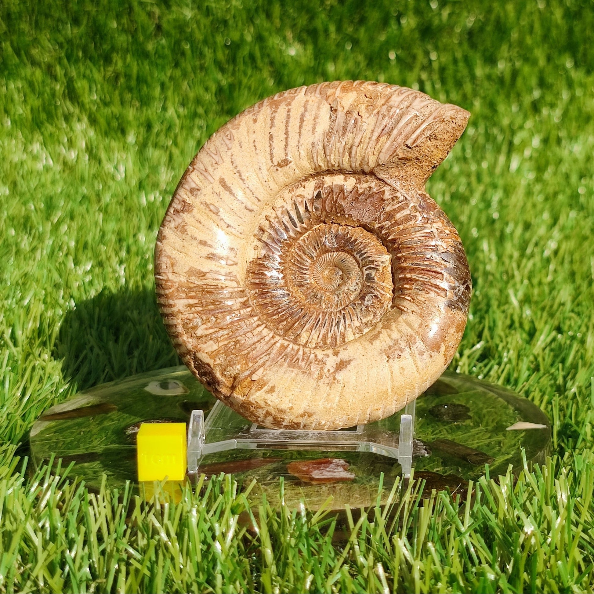 Ammonite fossil from Madagascar Dichotomosphincte - North Yorkshire Fossils