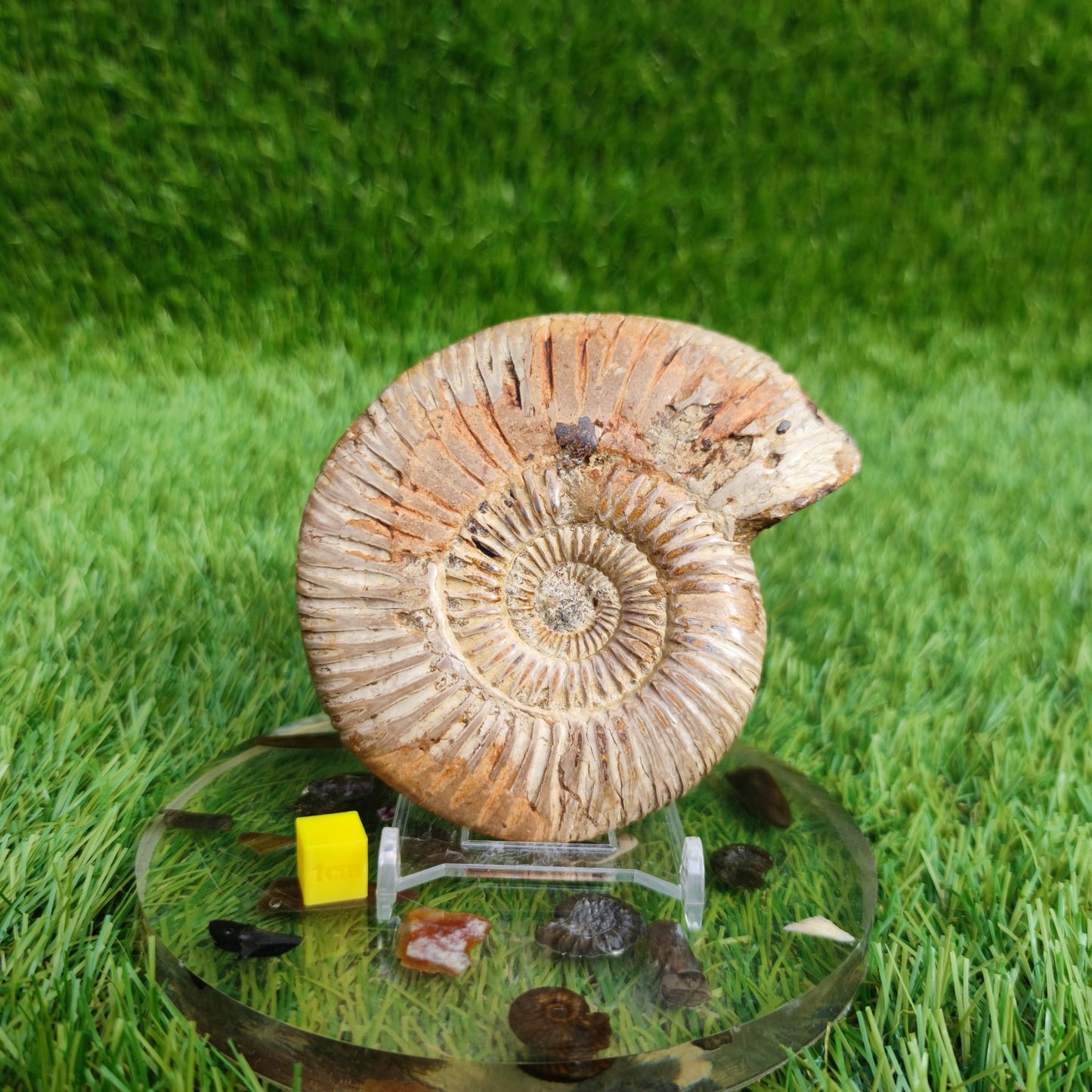 Ammonite fossil from Madagascar Dichotomosphincte - North Yorkshire Fossils