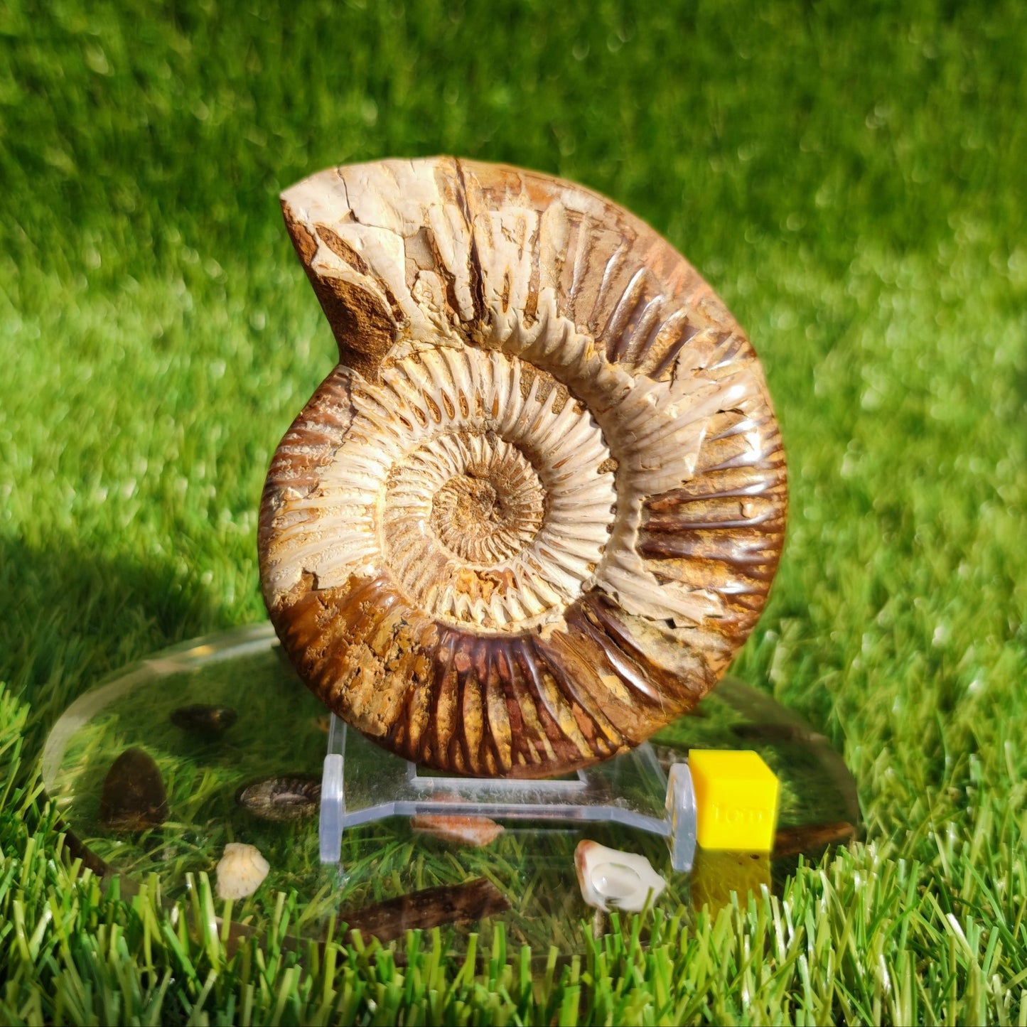 Ammonite fossil from Madagascar Dichotomosphincte - North Yorkshire Fossils
