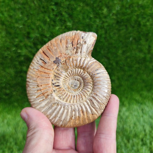 Ammonite fossil from Madagascar Dichotomosphincte - North Yorkshire Fossils