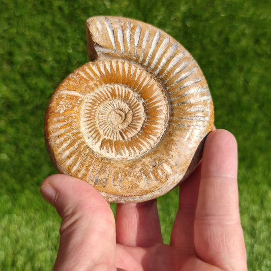 Ammonite fossil from Madagascar Dichotomosphincte - North Yorkshire Fossils