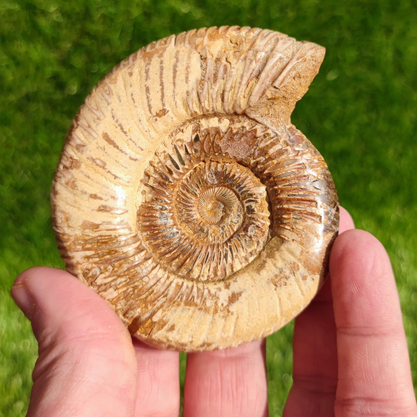 Ammonite fossil from Madagascar Dichotomosphincte - North Yorkshire Fossils