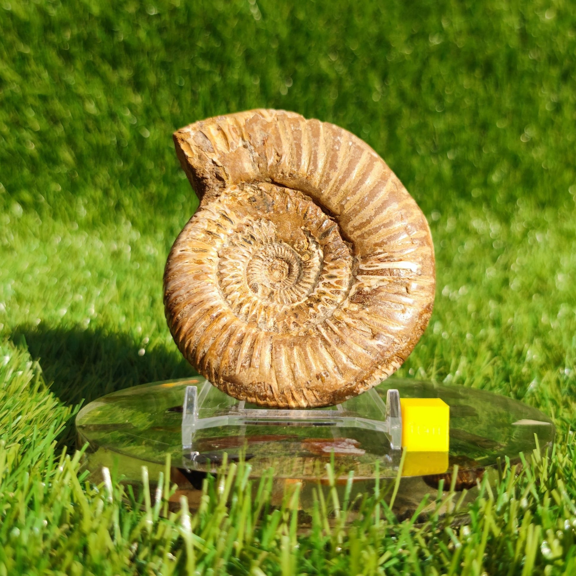 Ammonite fossil from Madagascar Dichotomosphincte - North Yorkshire Fossils