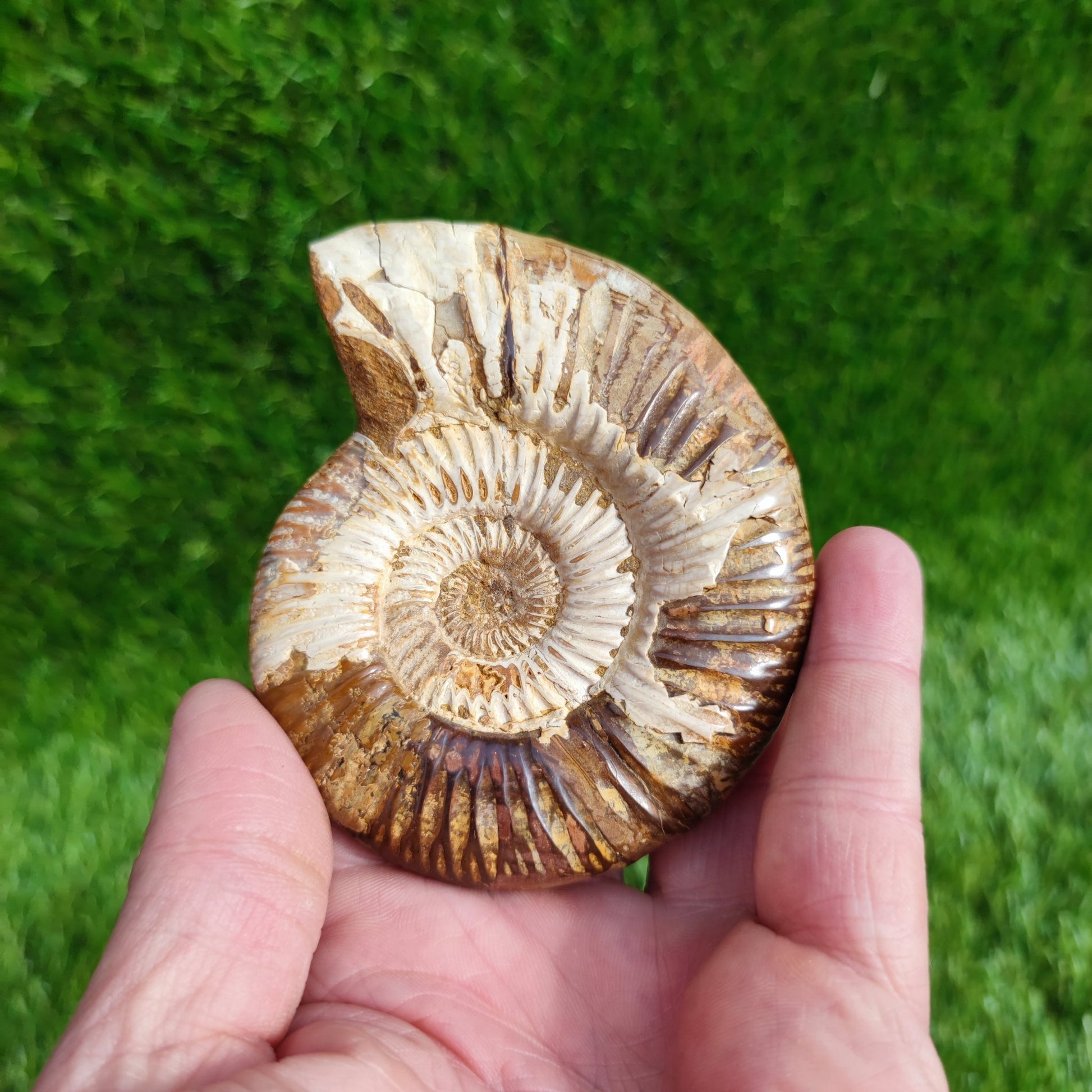 Ammonite fossil from Madagascar Dichotomosphincte - North Yorkshire Fossils