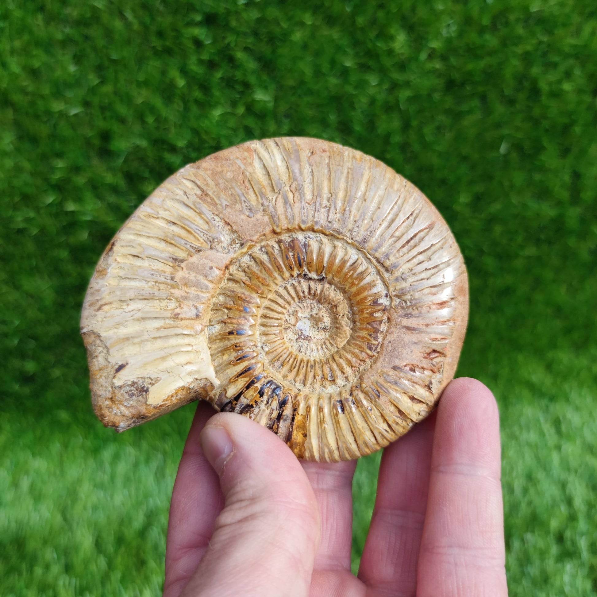 Ammonite fossil from Madagascar Dichotomosphincte - North Yorkshire Fossils