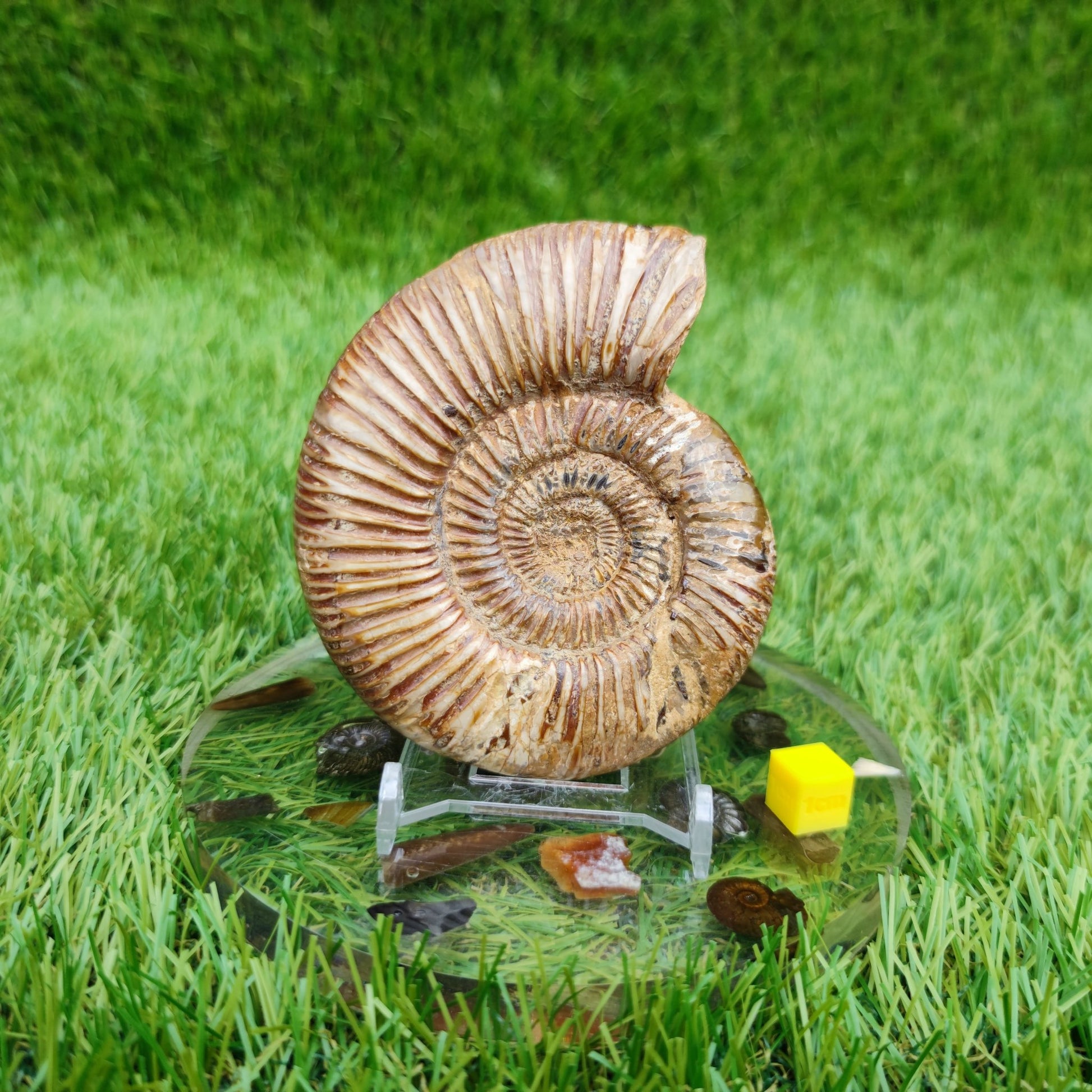 Ammonite fossil from Madagascar Dichotomosphincte - North Yorkshire Fossils