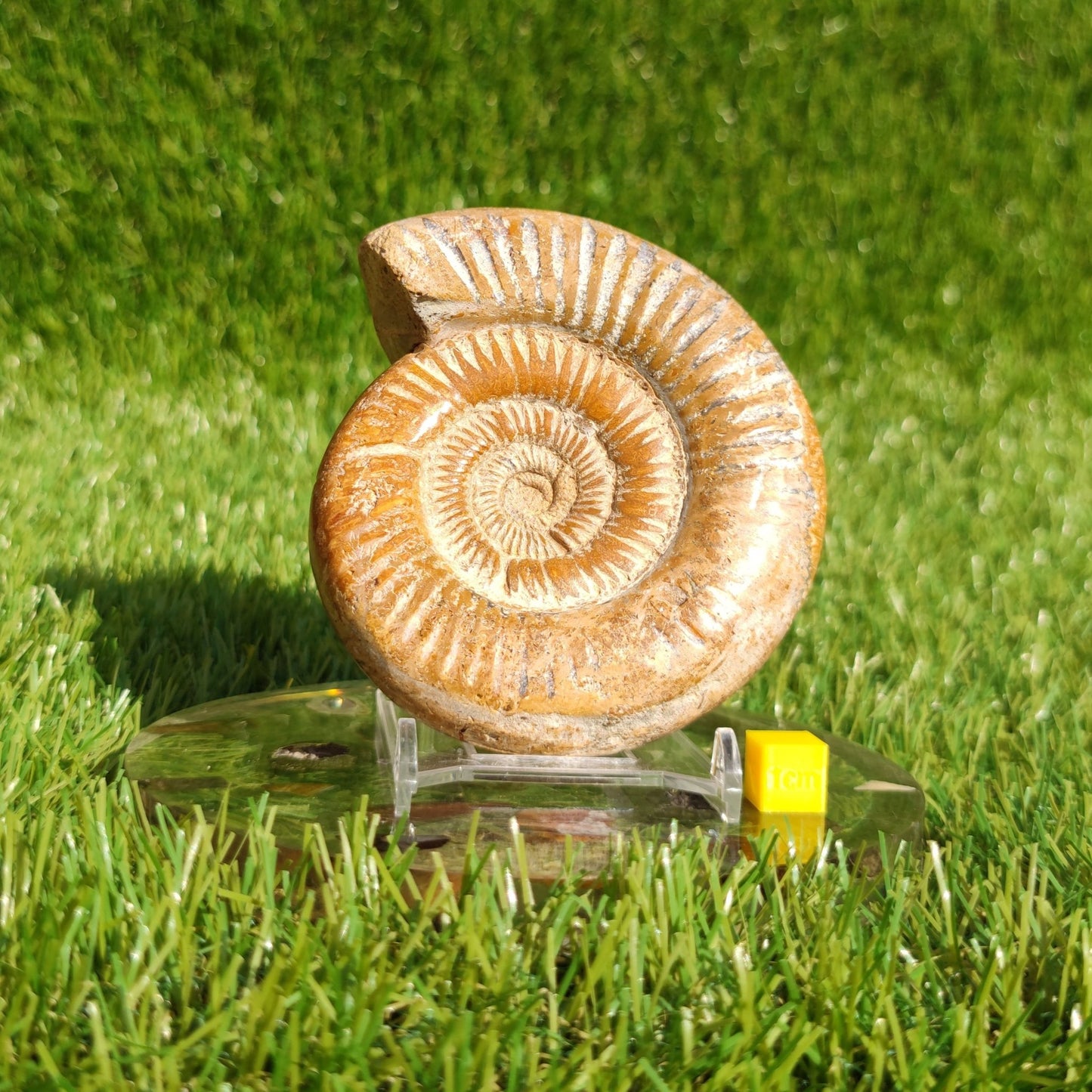 Ammonite fossil from Madagascar Dichotomosphincte - North Yorkshire Fossils