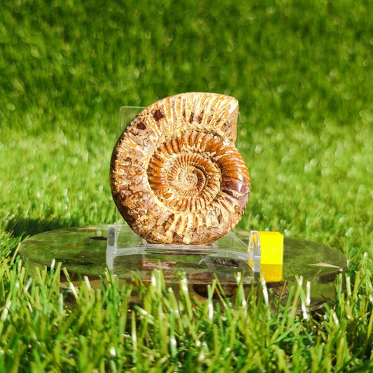 Ammonite fossil from Madagascar Dichotomosphincte - North Yorkshire Fossils