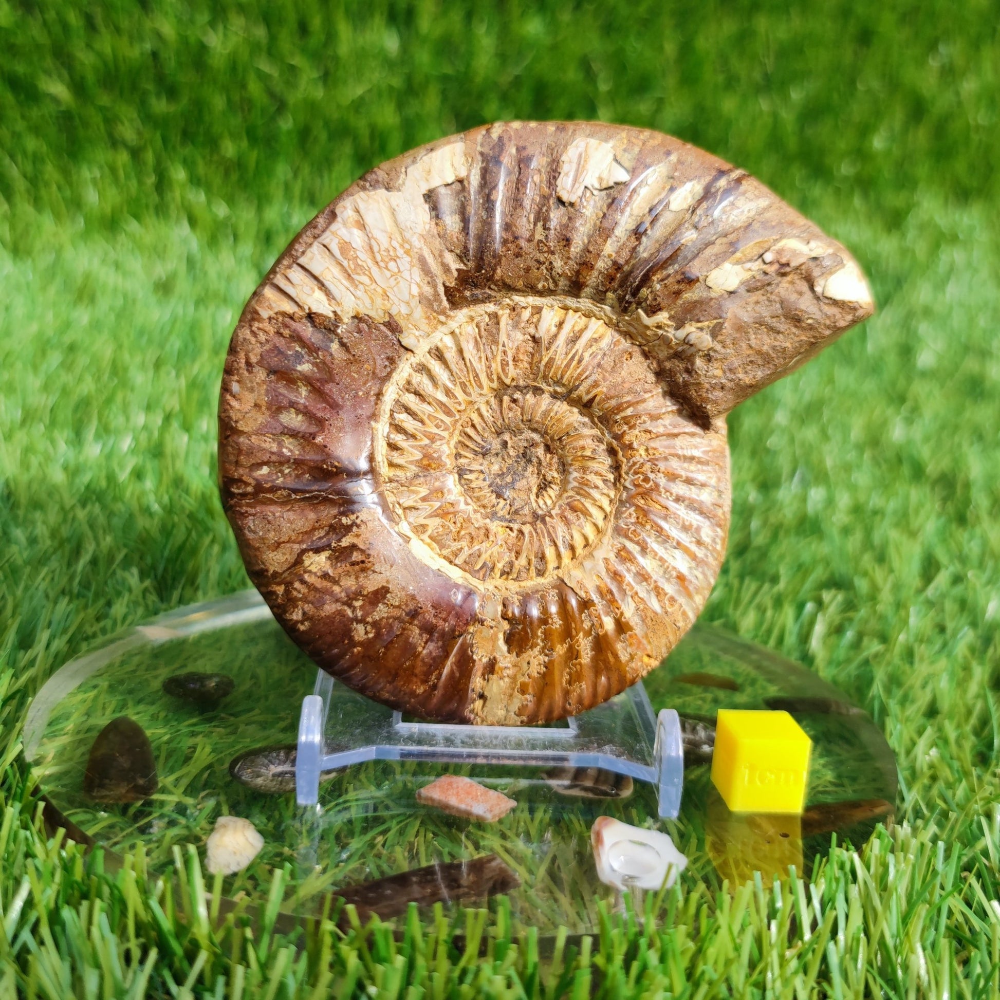 Ammonite fossil from Madagascar Dichotomosphincte - North Yorkshire Fossils