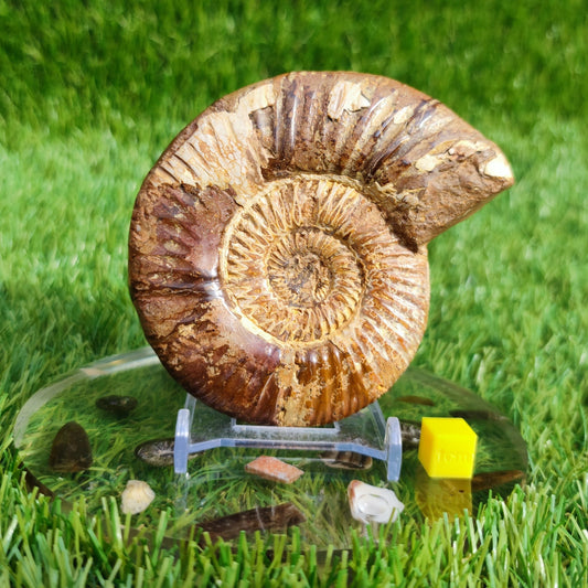 Ammonite fossil from Madagascar Dichotomosphincte - North Yorkshire Fossils