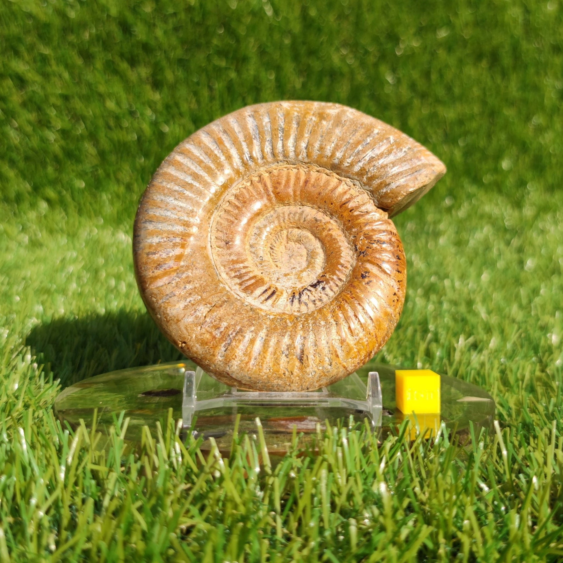 Ammonite fossil from Madagascar Dichotomosphincte - North Yorkshire Fossils