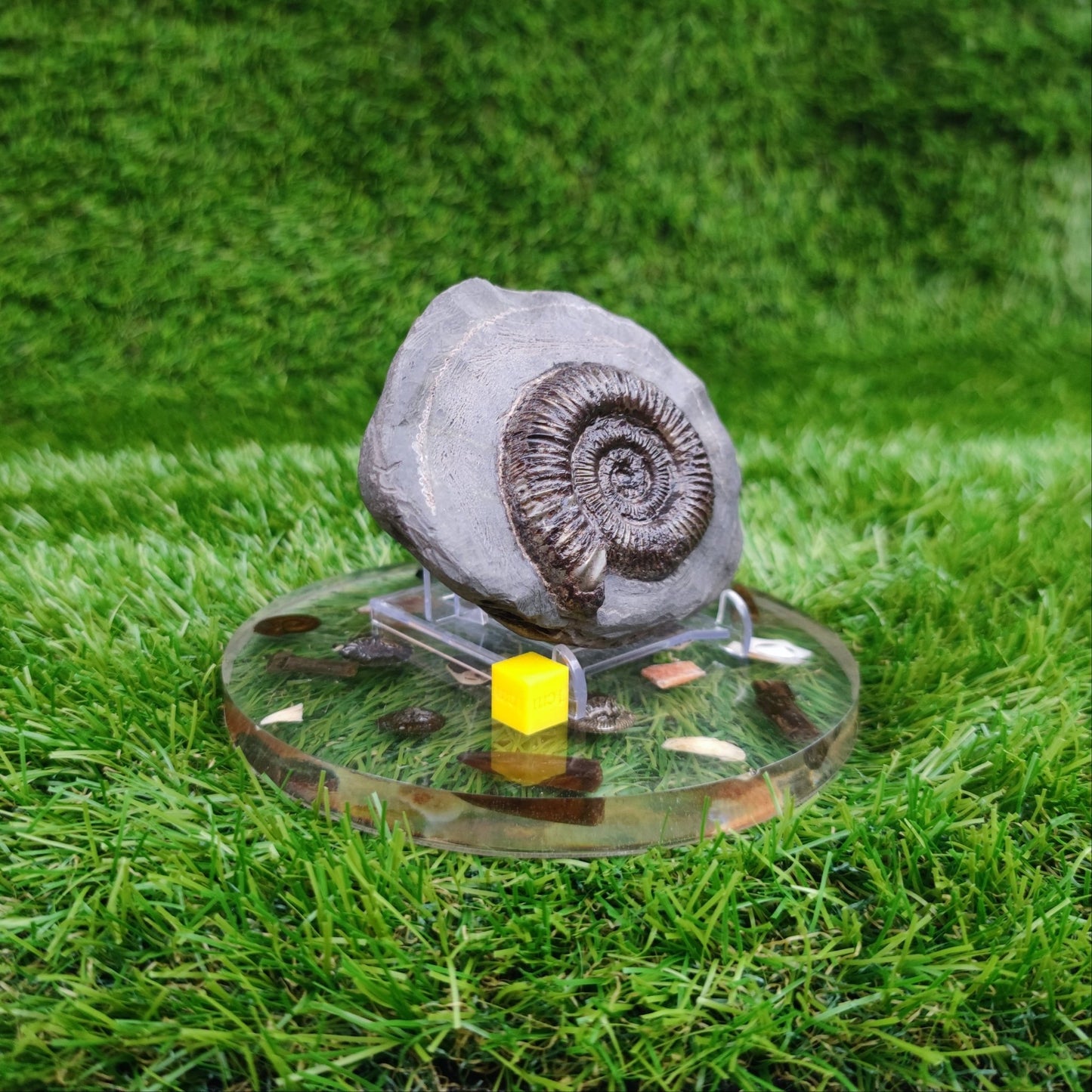 Ammonite fossil golden dactylioceras North Yorkshire Fossils - North Yorkshire Fossils