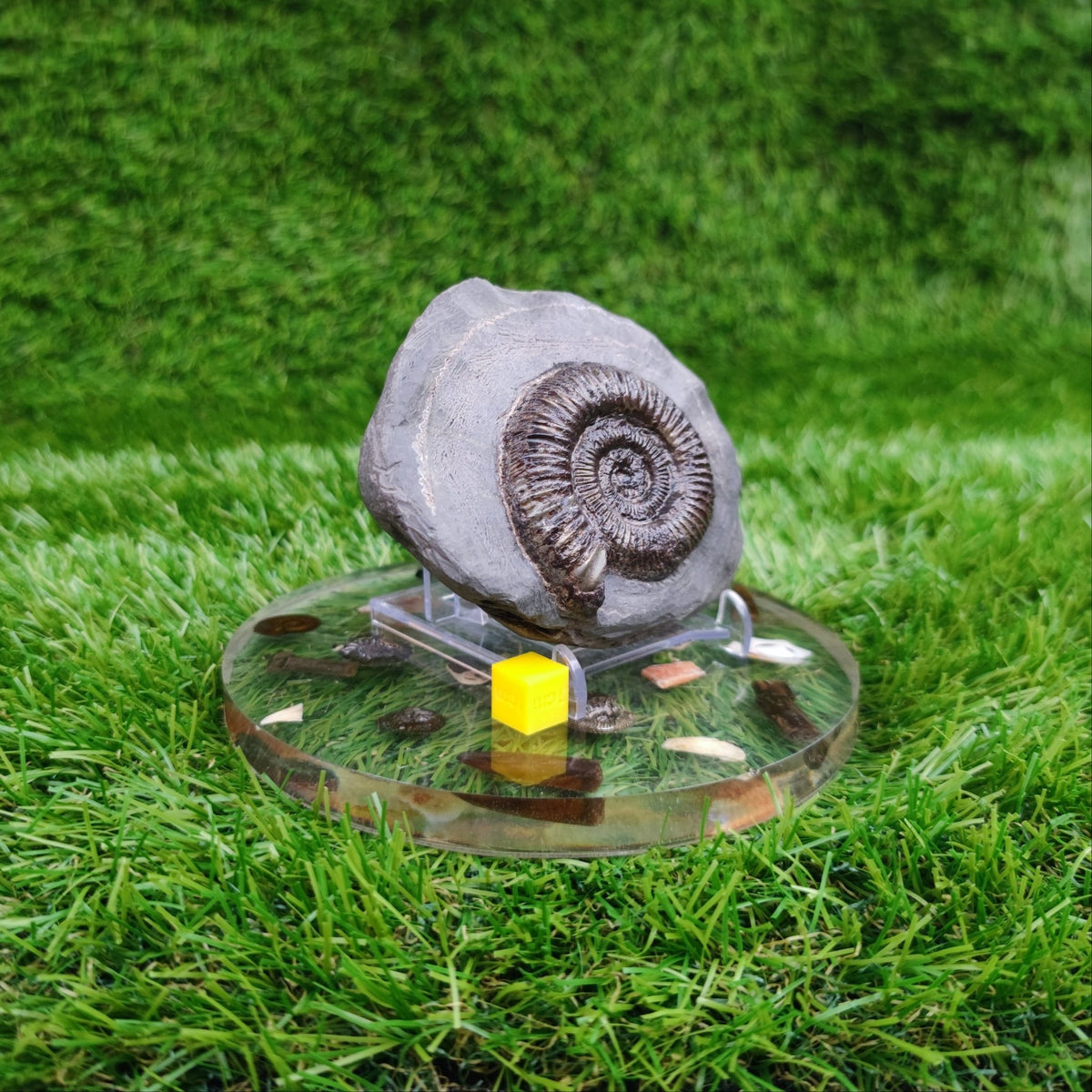 Ammonite fossil golden dactylioceras North Yorkshire Fossils - North Yorkshire Fossils