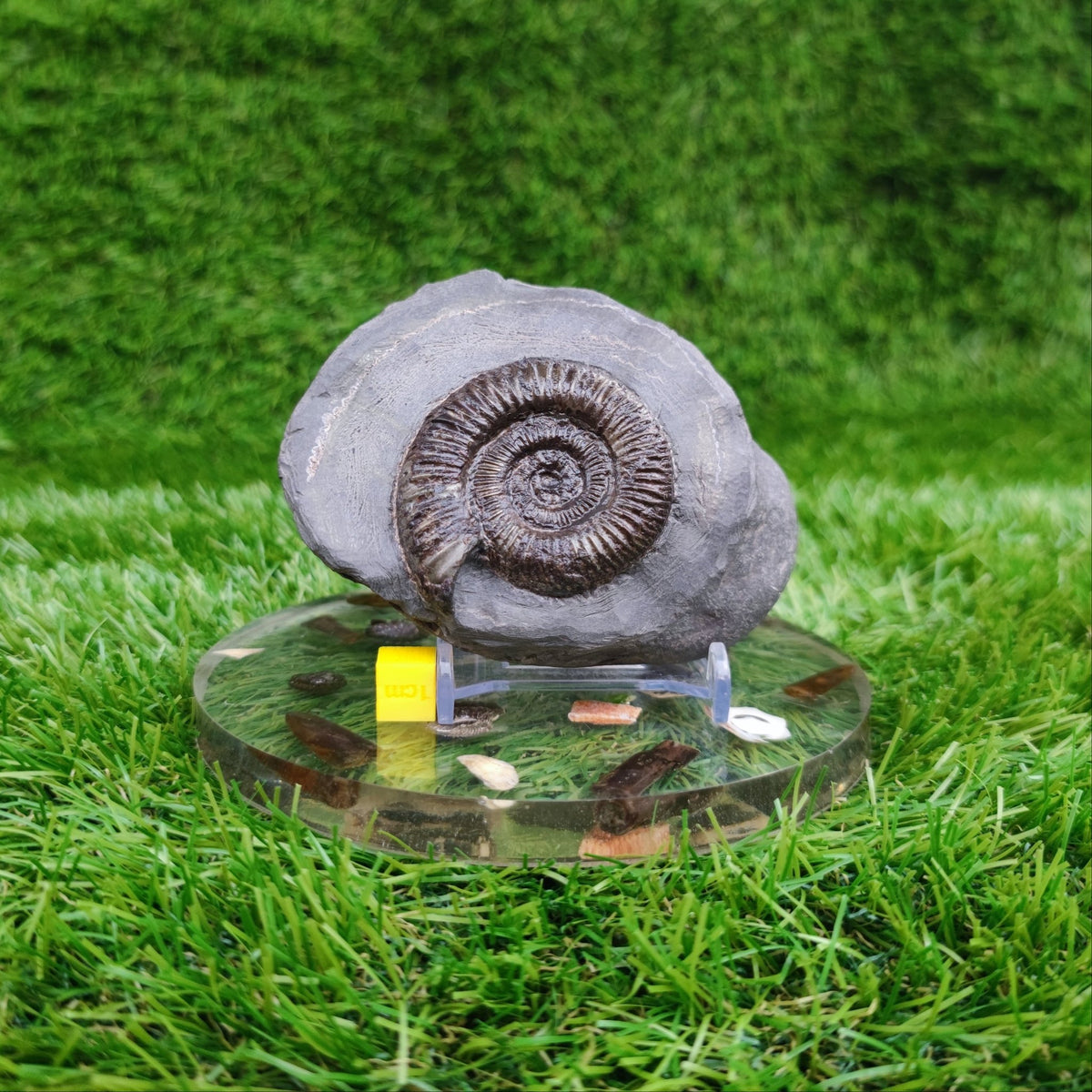 Ammonite fossil golden dactylioceras North Yorkshire Fossils - North Yorkshire Fossils