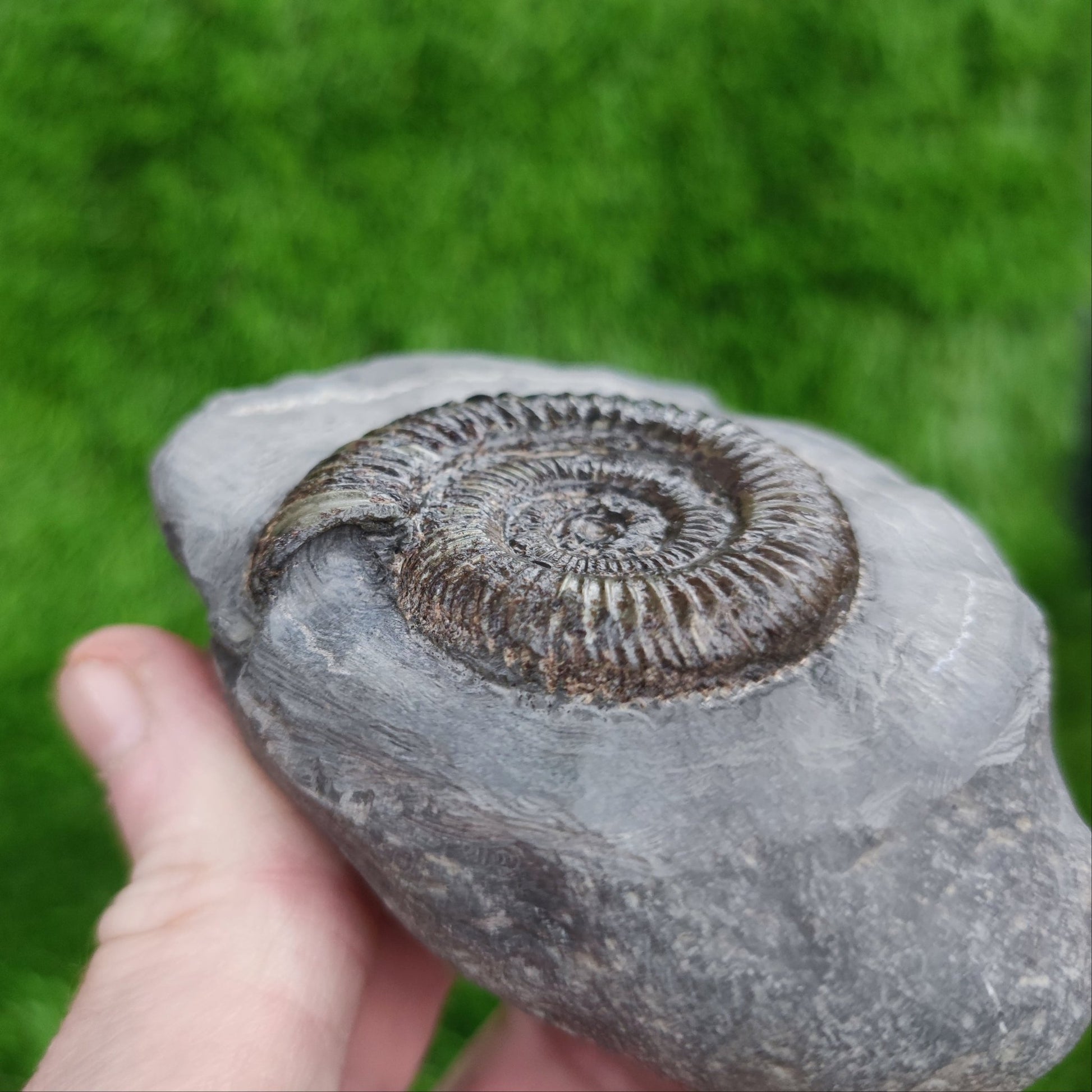 Ammonite fossil golden dactylioceras North Yorkshire Fossils - North Yorkshire Fossils
