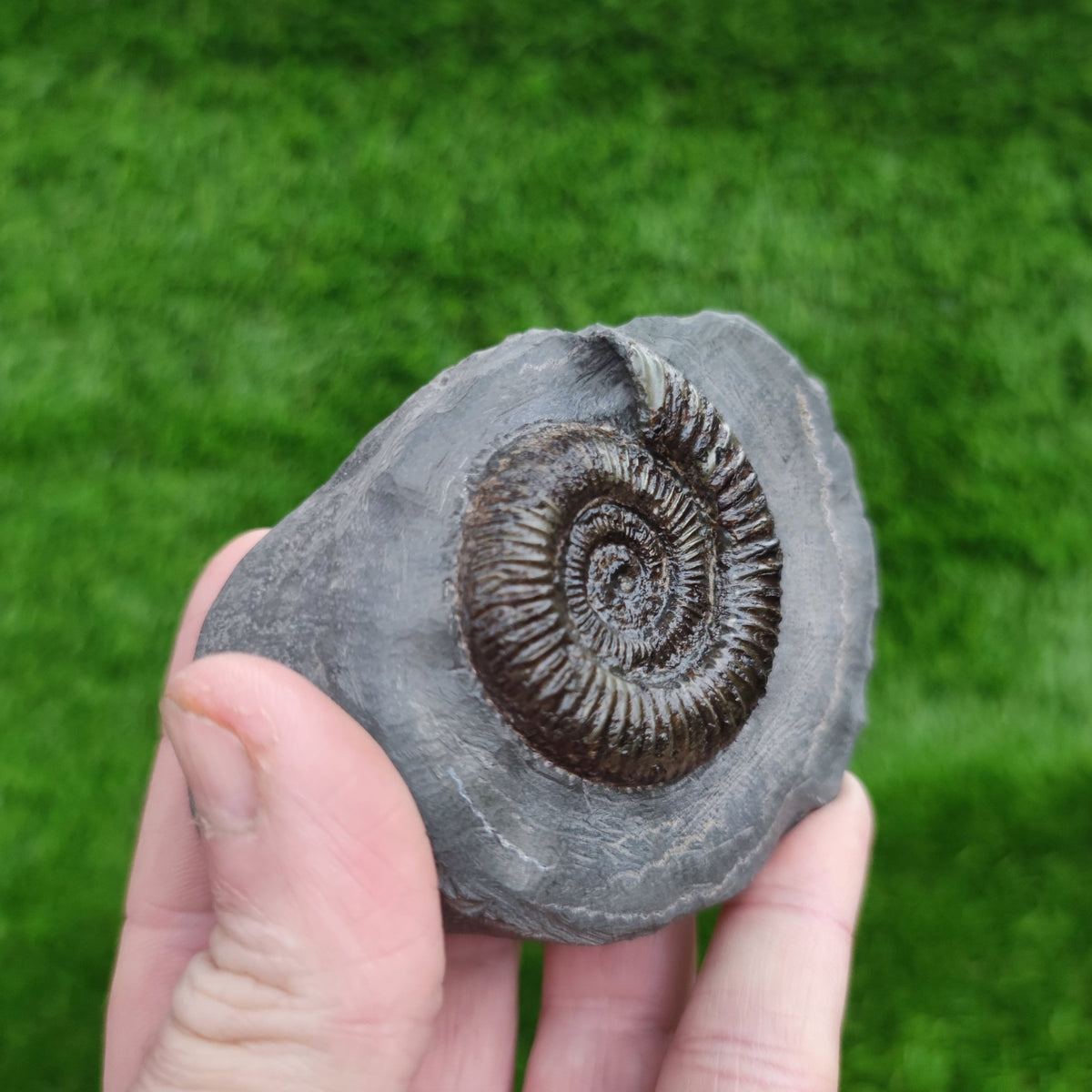 Ammonite fossil golden dactylioceras North Yorkshire Fossils - North Yorkshire Fossils