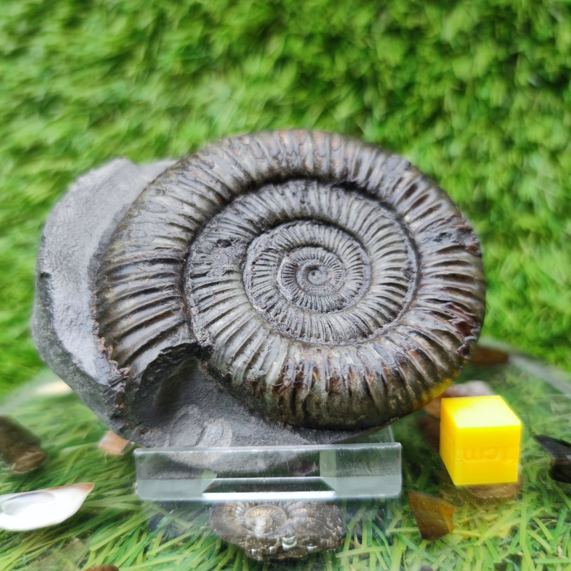 Ammonite fossil golden Port Mulgrave Yorkshire - North Yorkshire Fossils