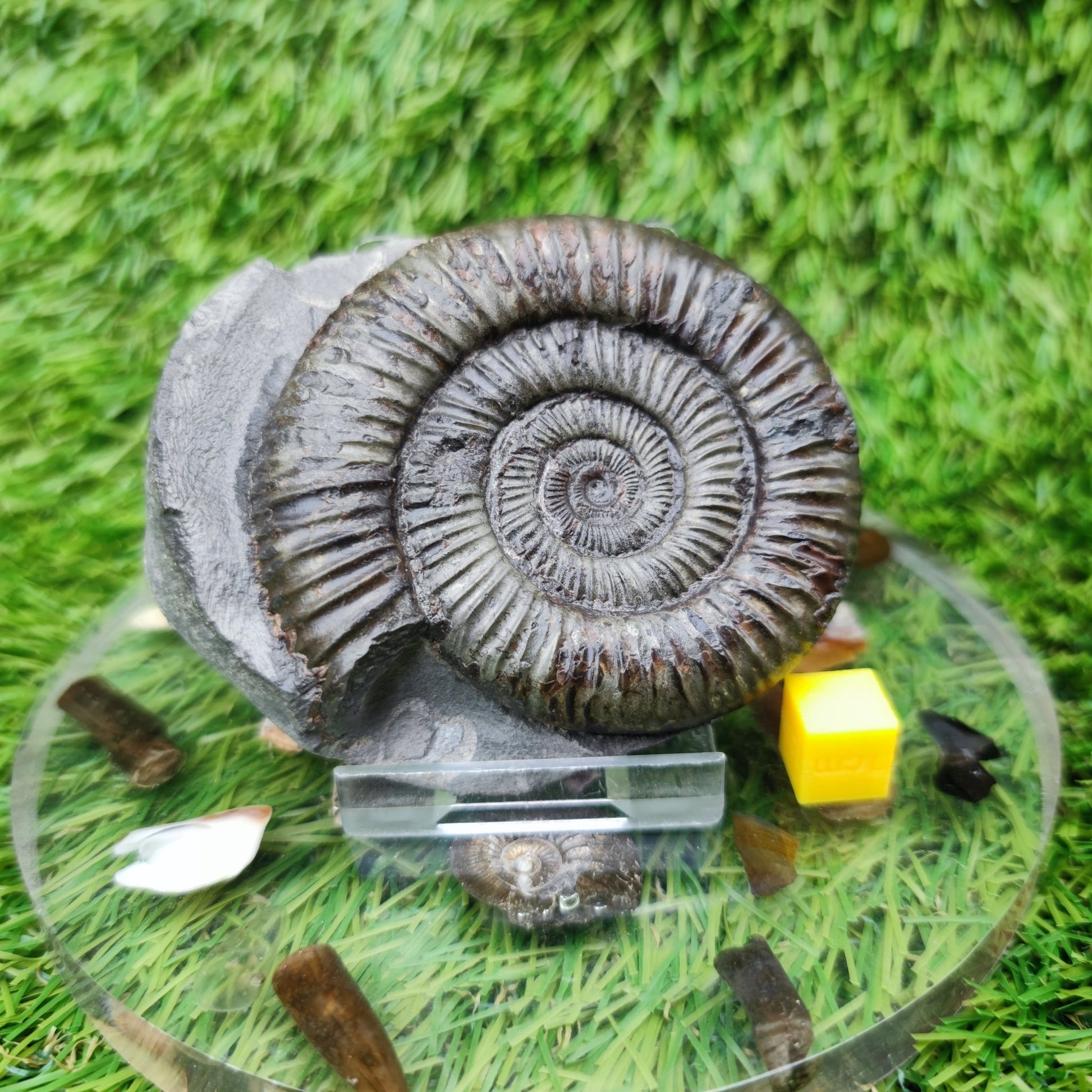 Ammonite fossil golden Port Mulgrave Yorkshire - North Yorkshire Fossils