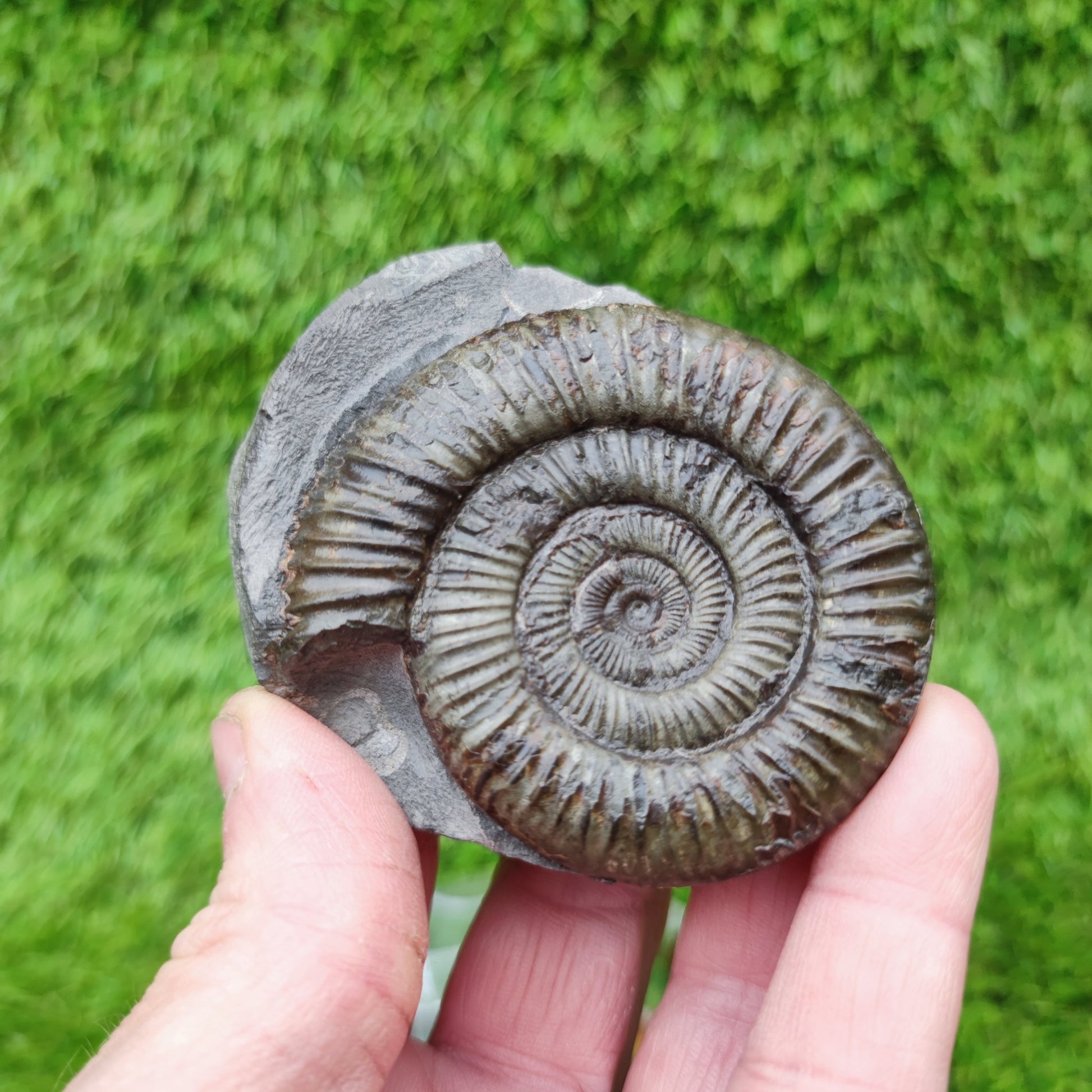 Ammonite fossil golden Port Mulgrave Yorkshire - North Yorkshire Fossils