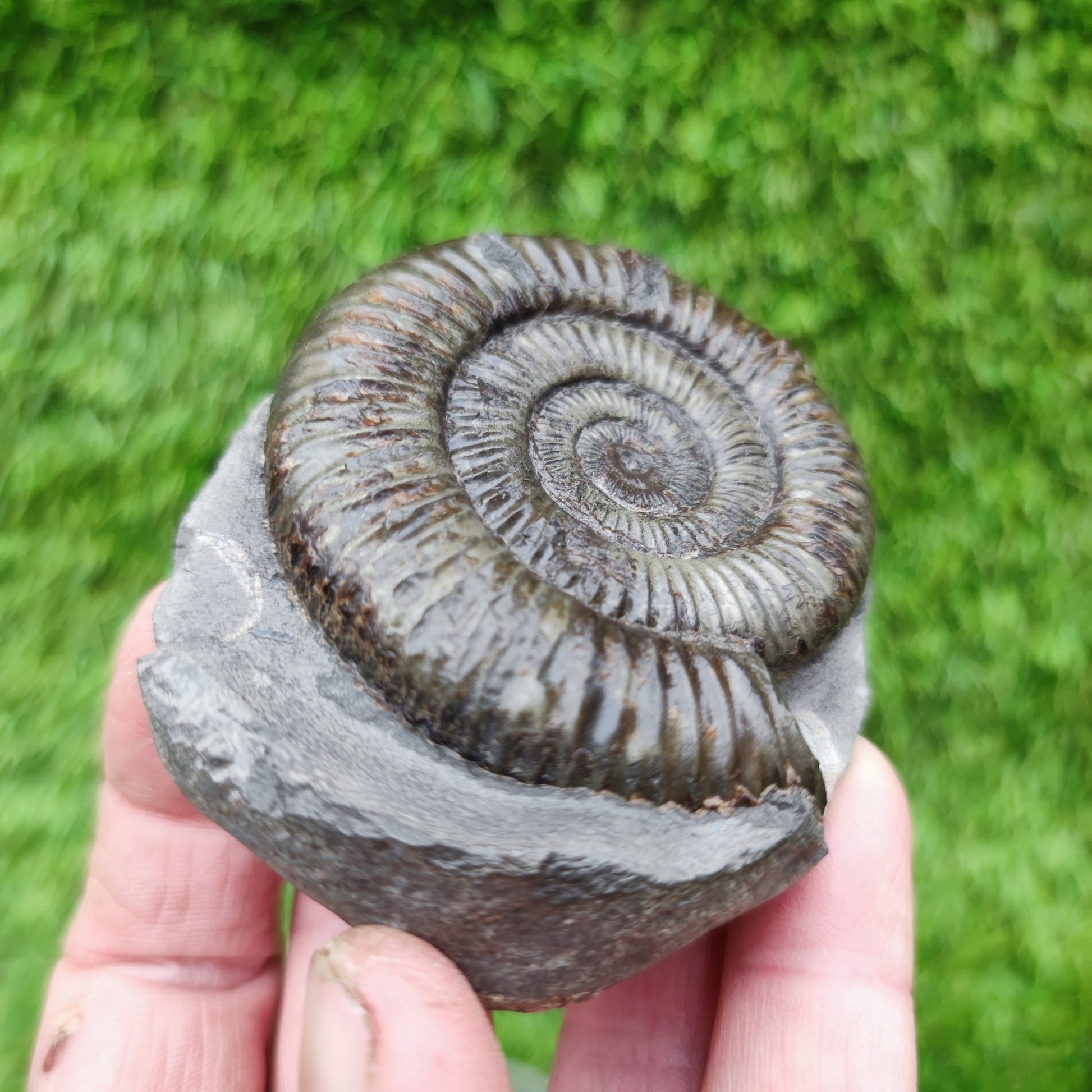 Ammonite fossil golden Port Mulgrave Yorkshire - North Yorkshire Fossils