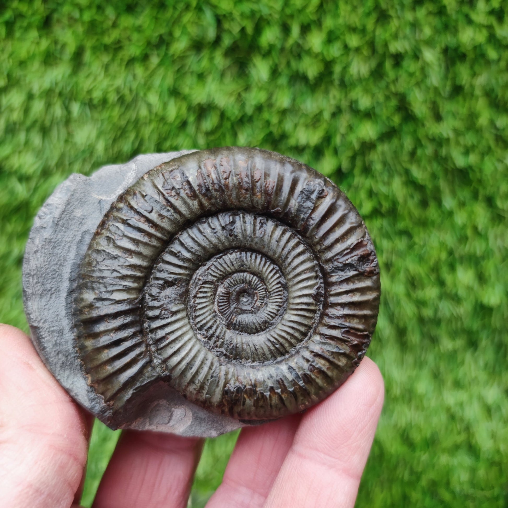 Ammonite fossil golden Port Mulgrave Yorkshire - North Yorkshire Fossils