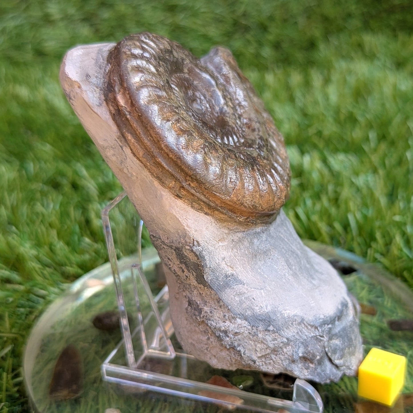 Ammonite fossil Hildoceras Port Mulgrave North Yorkshire fossils - North Yorkshire Fossils
