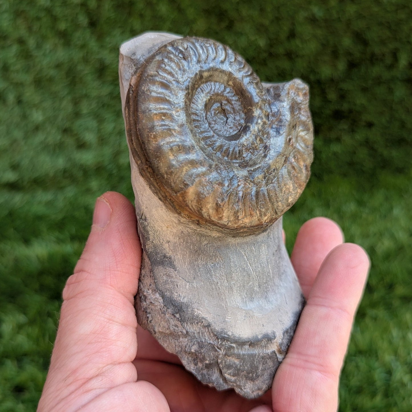 Ammonite fossil Hildoceras Port Mulgrave North Yorkshire fossils - North Yorkshire Fossils