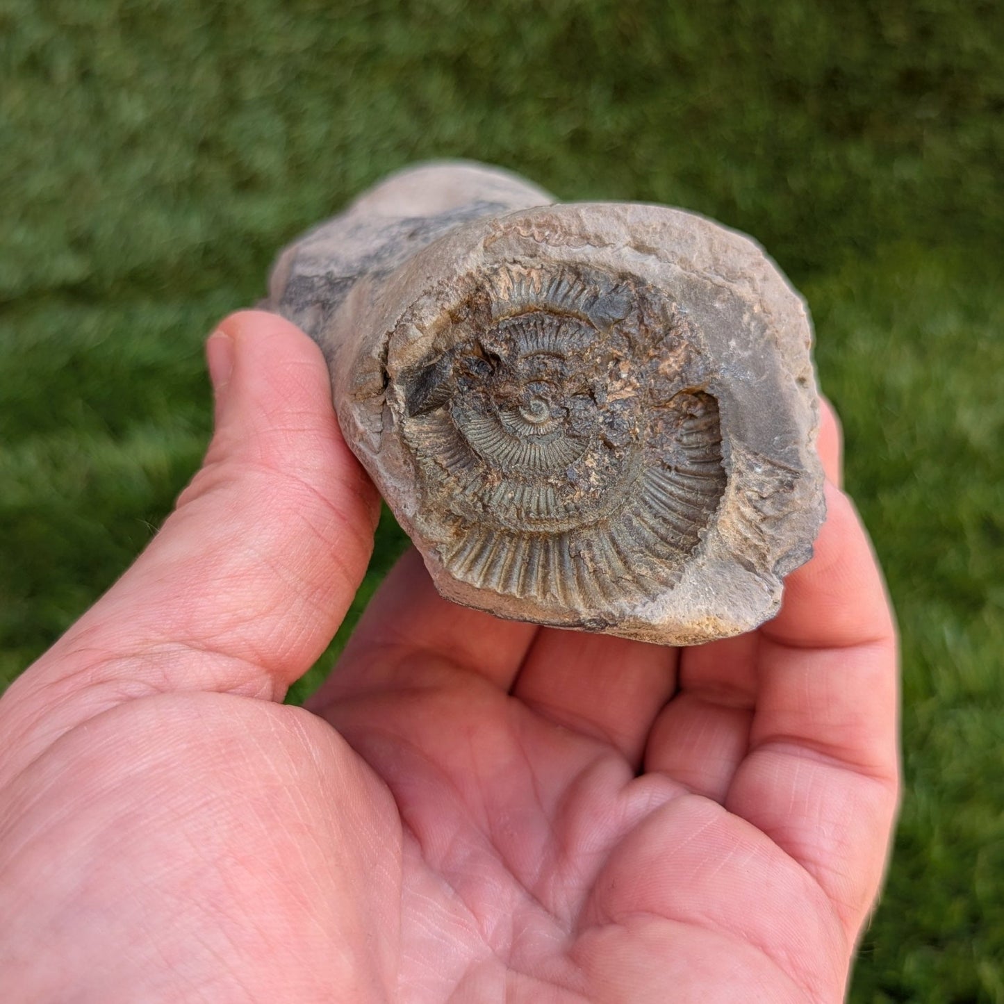 Ammonite fossil Hildoceras Port Mulgrave North Yorkshire fossils - North Yorkshire Fossils