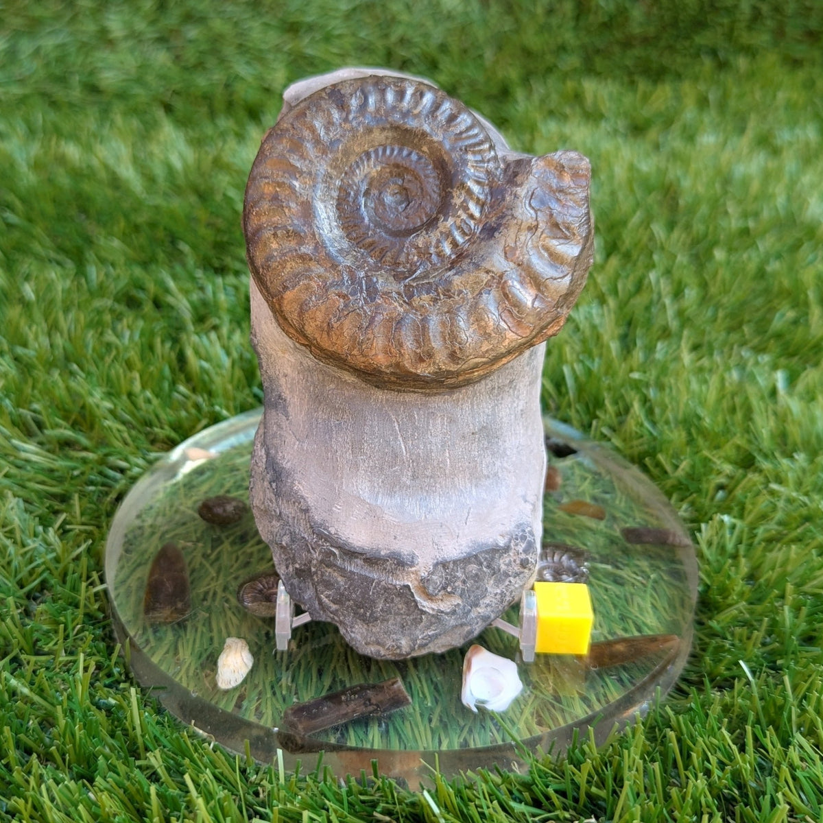 Ammonite fossil Hildoceras Port Mulgrave North Yorkshire fossils - North Yorkshire Fossils