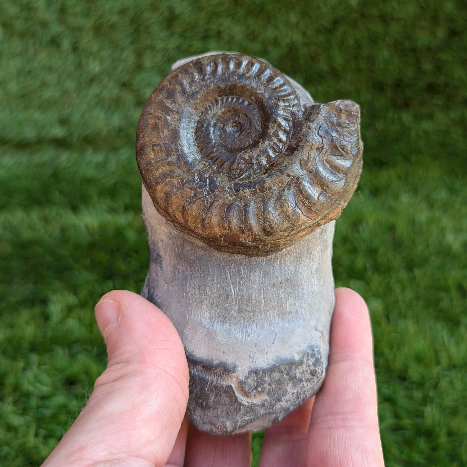 Ammonite fossil Hildoceras Port Mulgrave North Yorkshire fossils - North Yorkshire Fossils