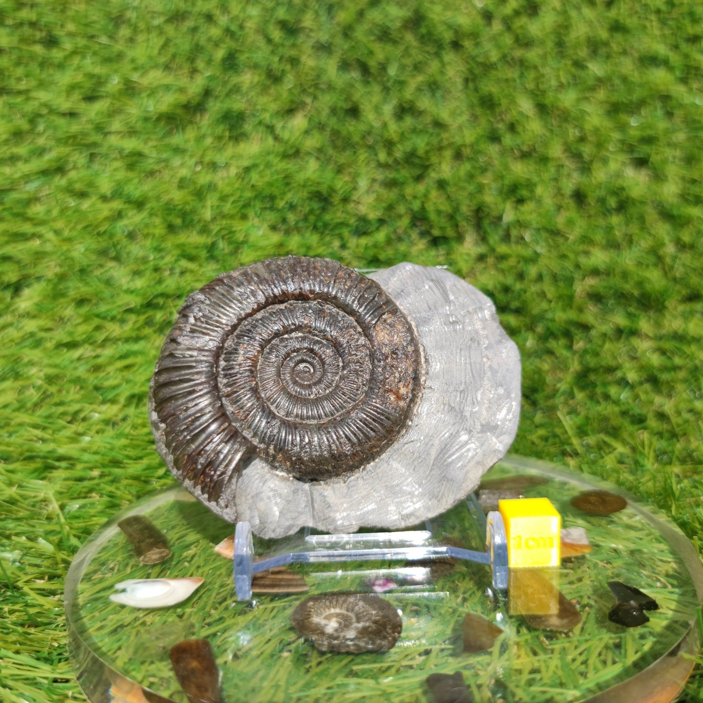 Ammonite fossil in limestone rock Whitby - North Yorkshire Fossils