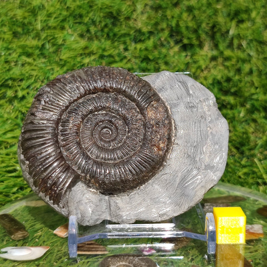 Ammonite fossil in limestone rock Whitby - North Yorkshire Fossils