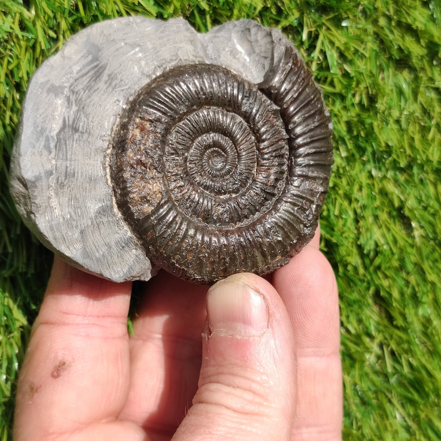 Ammonite fossil in limestone rock Whitby - North Yorkshire Fossils