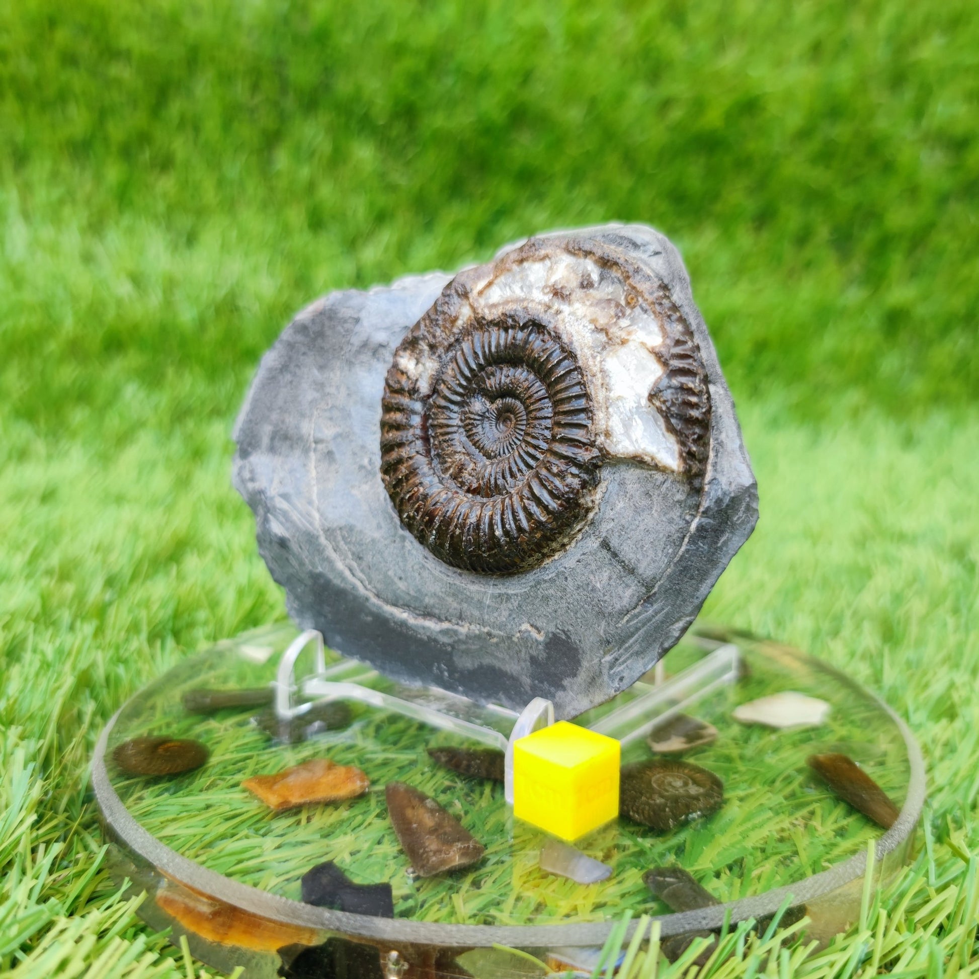 Ammonite fossil in limestone with calcite crystal Whitby Yorkshire UK - North Yorkshire Fossils