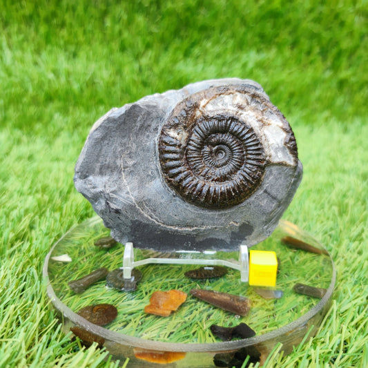Ammonite fossil in limestone with calcite crystal Whitby Yorkshire UK - North Yorkshire Fossils