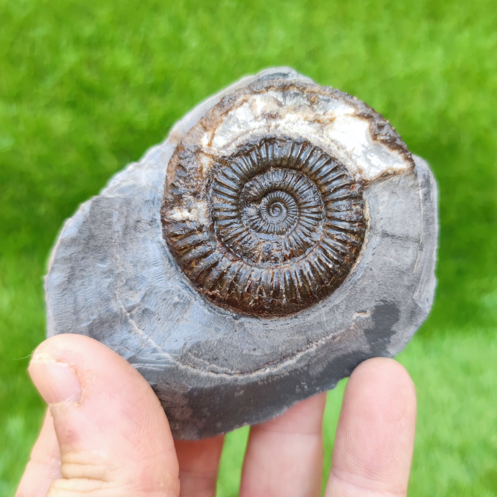 Ammonite fossil in limestone with calcite crystal Whitby Yorkshire UK - North Yorkshire Fossils