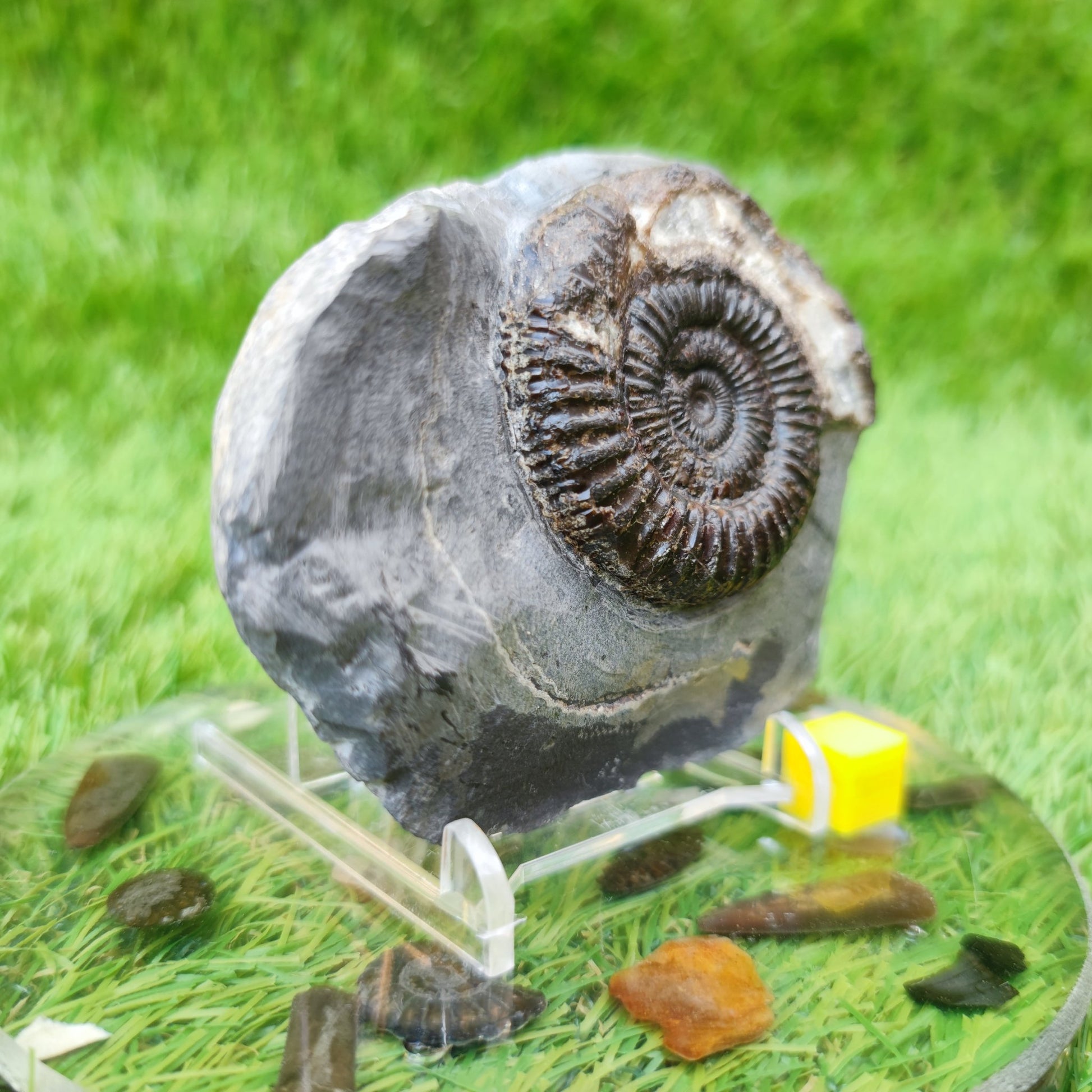 Ammonite fossil in limestone with calcite crystal Whitby Yorkshire UK - North Yorkshire Fossils