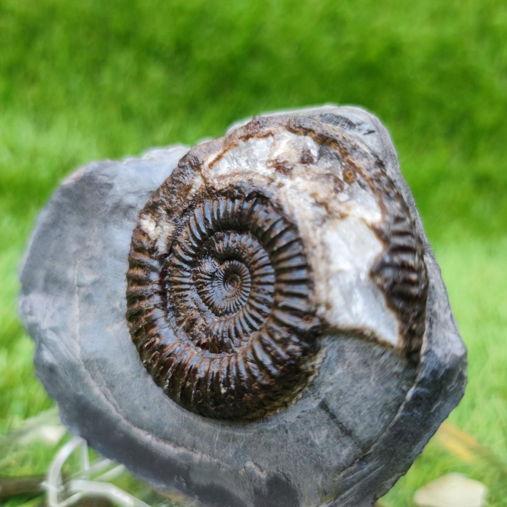 Ammonite fossil in limestone with calcite crystal Whitby Yorkshire UK - North Yorkshire Fossils