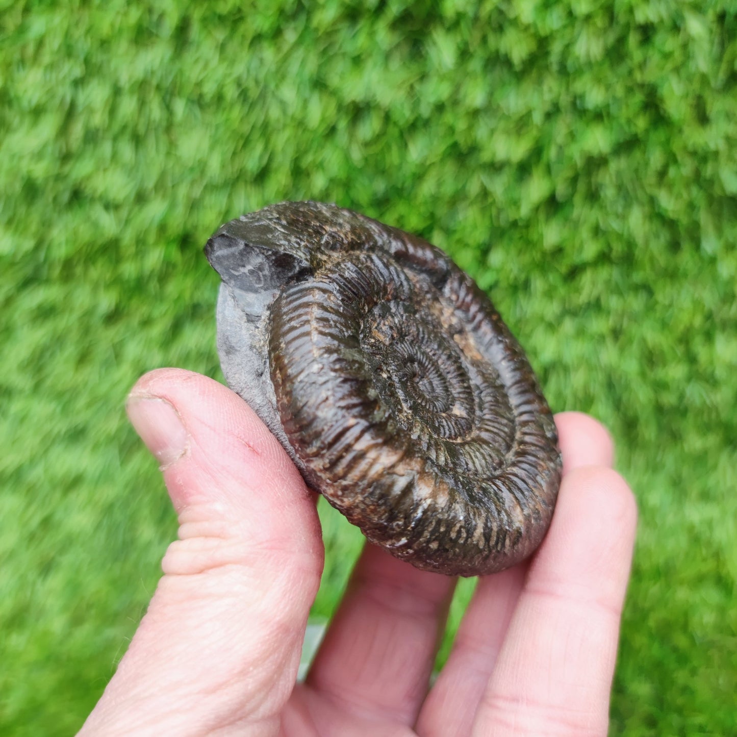 Ammonite fossil Jurassic coast Whitby Limestone nodule - North Yorkshire Fossils