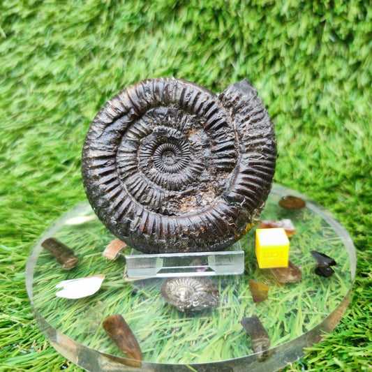 Ammonite fossil Jurassic coast Whitby Limestone nodule - North Yorkshire Fossils