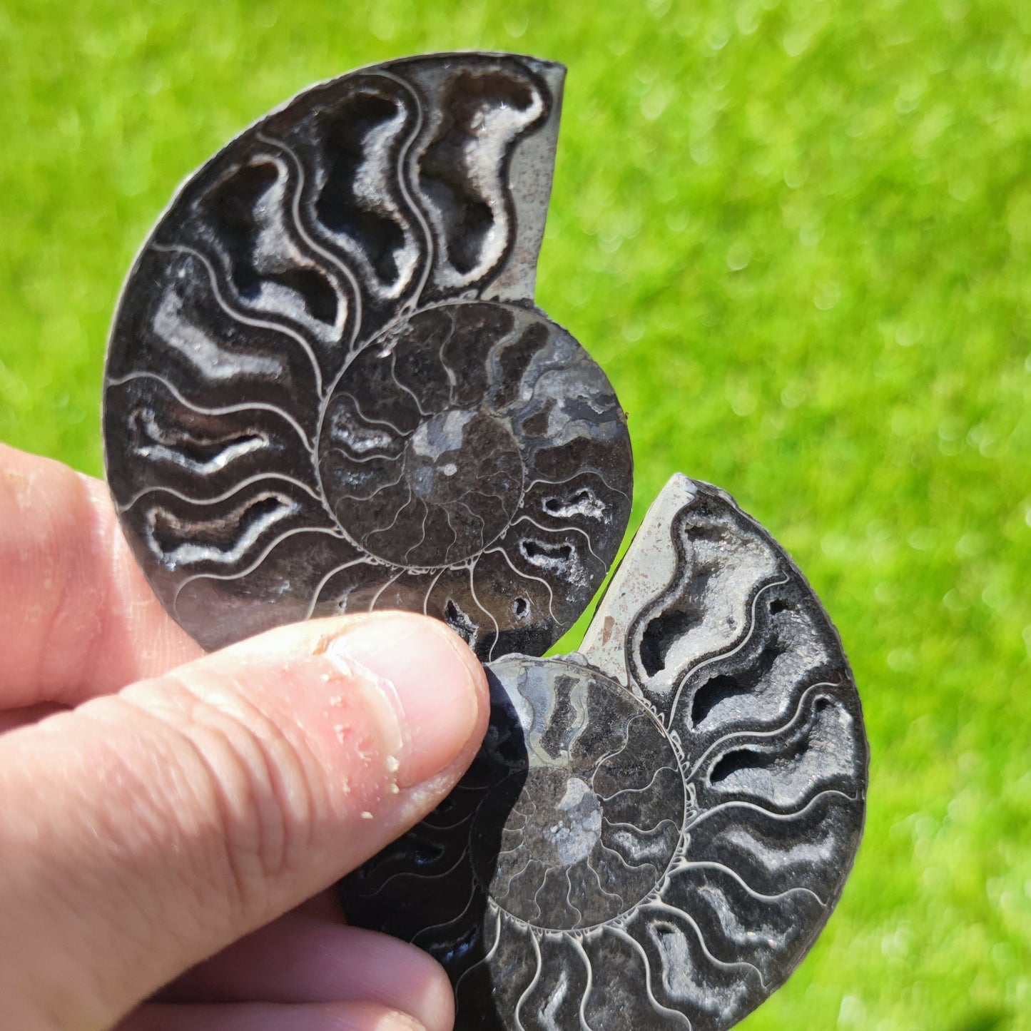 Ammonite fossil Madagascar - North Yorkshire Fossils