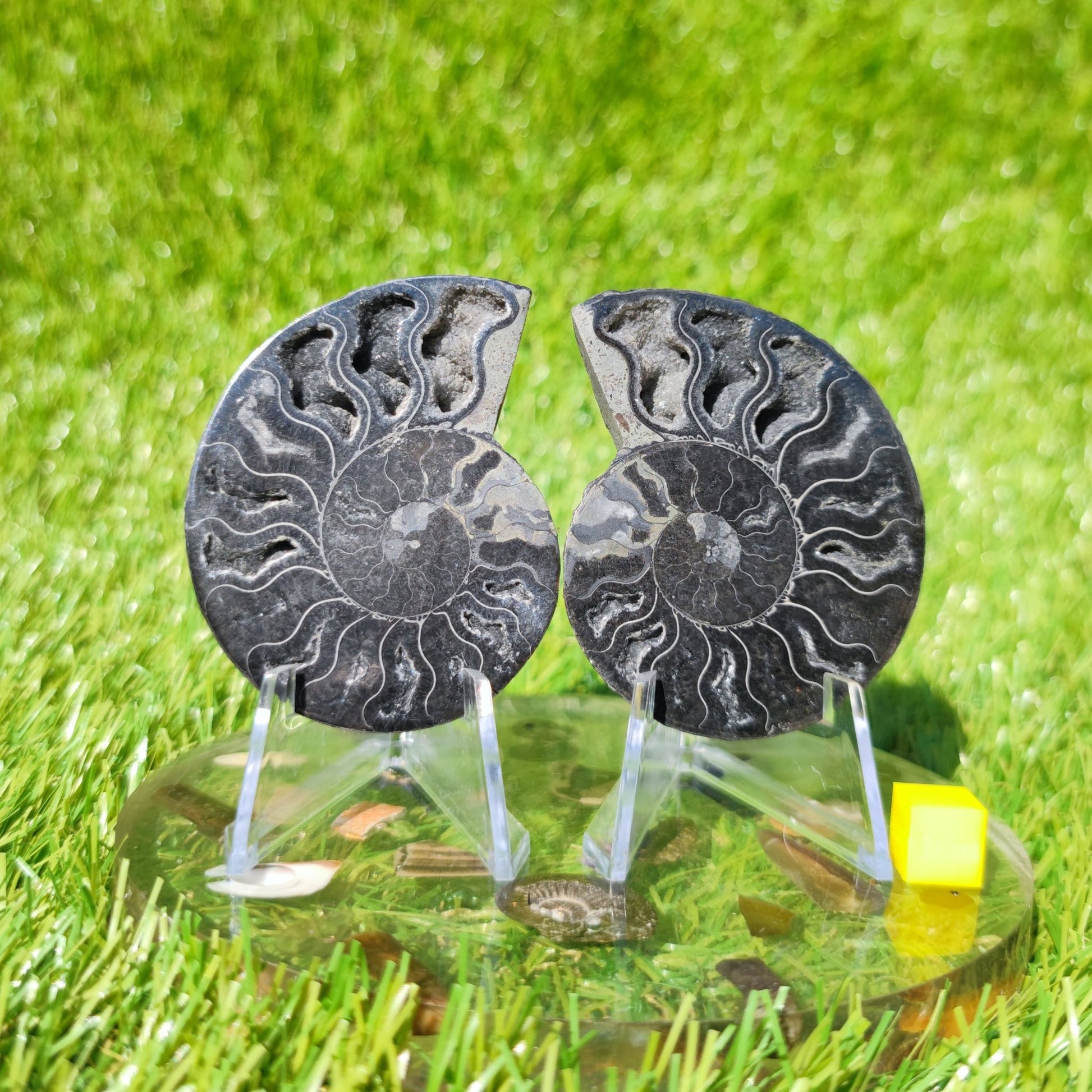 Ammonite fossil Madagascar - North Yorkshire Fossils