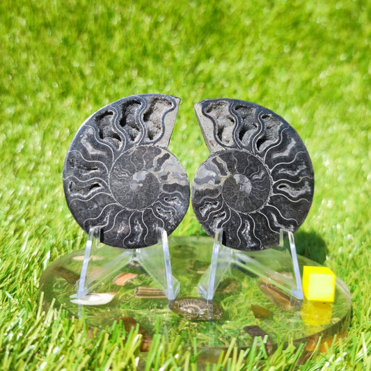 Ammonite fossil Madagascar - North Yorkshire Fossils